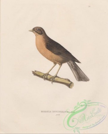 birds-39450 - 020-merula rufitorques