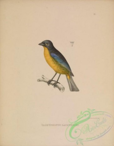 birds-39477 - 010-Lacrimose Mountain-Tanager, tachyphonus lacrymosus