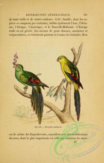 birds-39556 - Parrot