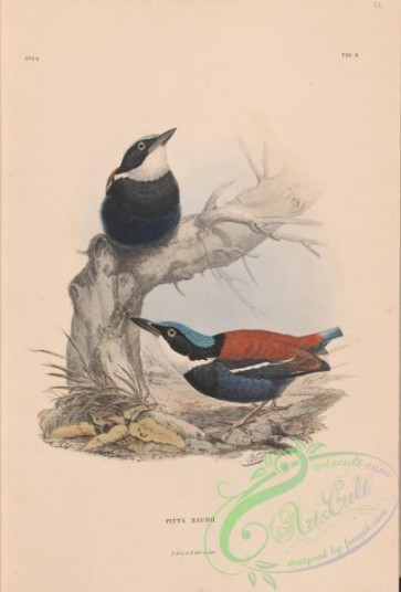 birds-40152 - 002-Blue-headed Pitta, pitta baudii