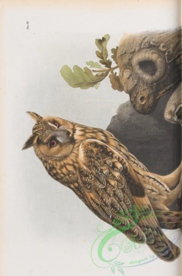 birds-40255 - Long-Eared Owl, otus vulgaris, 1