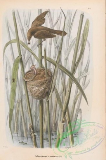 birds-40267 - Reed Warbler, calamoherpe arundinacea