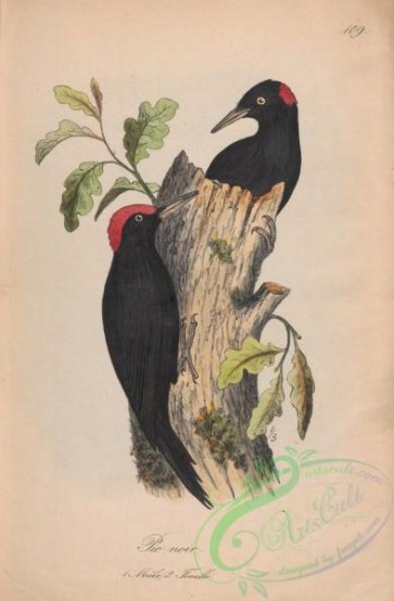 birds-40318 - 109-Black Woodpecker