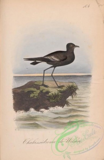 birds-40390 - 164-2-Wilson's Petrel, thalassidroma wilsonii