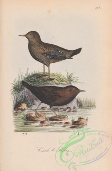 birds-40424 - 198-Pallas's Water-Ouzel, cinclus pallasii