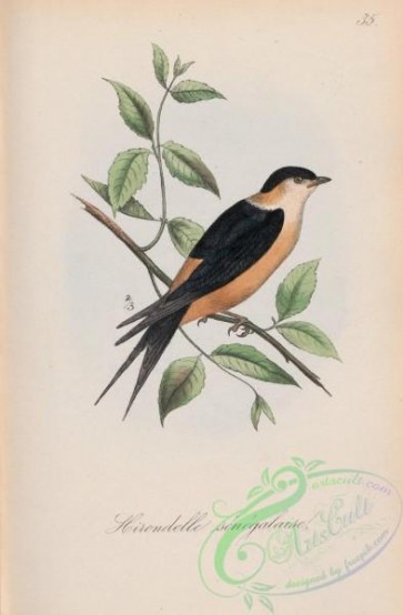 birds-40478 - 035-Senegal Swallow, hirundo senegalensis