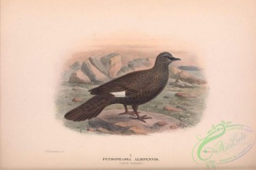birds-40601 - 038-Rock Pigeon, petrophassa albipennis
