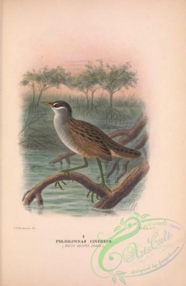 birds-40617 - 054-White-browed Crake, poliolimnas cinereus