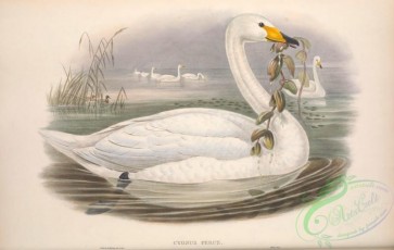 birds-40920 - 009-Wild Swan or Whooper, cygnus ferus
