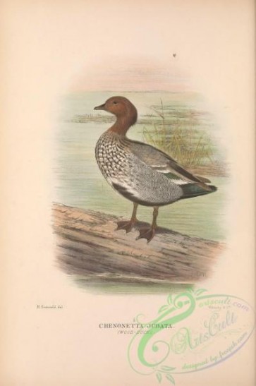 birds-41135 - 006-Wood-Duck, chenonetta jubata