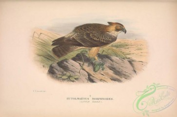 birds-41184 - 009-Little Eagle, eutolmaetus morphnoides