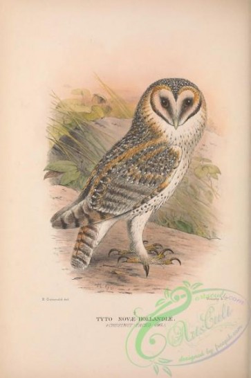 birds-41210 - 035-Chestnut-faced Owl, tyto novae-hollandiae
