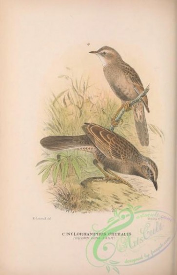 birds-41305 - 037-Brown Song-Lark, cinclorhamphus cruralis