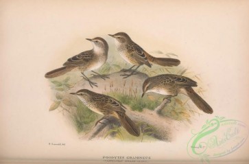 birds-41313 - 045-Tasmanian Grass-bird, poodytes gramineus