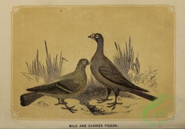 birds-41496 - Wild Pigeon, Carrier Pigeon