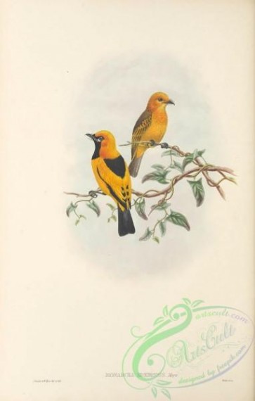 birds-41610 - 053-Mysore Yellow Flycatcher, monarcha kordensis