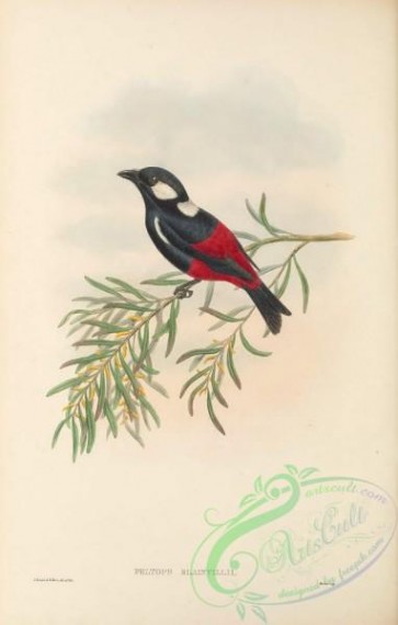 birds-41612 - 055-Broad-billed Flycatcher, Lowland Peltops, peltops blainvillii