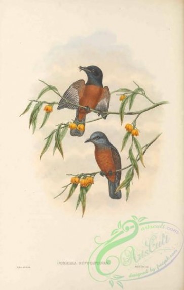 birds-41613 - 056-Rufous-and-chestnut Flycatcher, pomarea rufocastanea