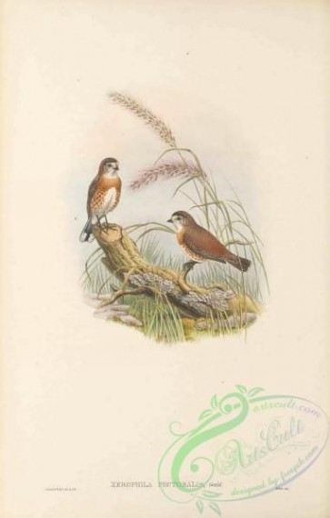 birds-41642 - 027-Chestnut-breasted Xerophila, Chestnut-breasted Whiteface, xerophila pectoralis