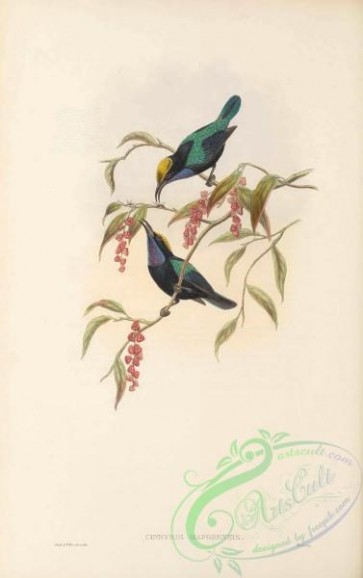 birds-41645 - 030-Mafoor-Island Black Sun-bird, cinnyris maforensis