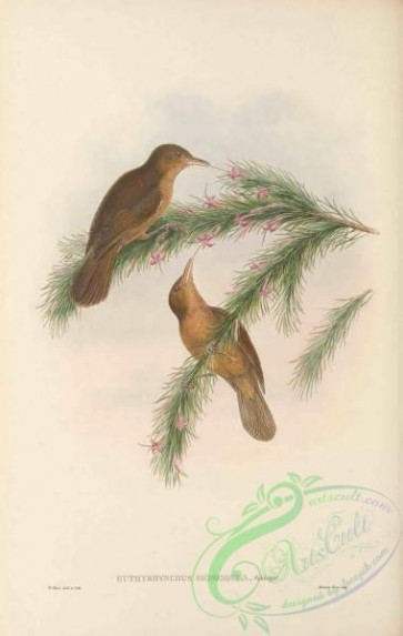 birds-41670 - 055-Tawny Straightbill, euthyrhynchus griseigula