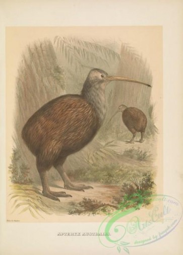 birds-41690 - 003-Southern Brown Kiwi, apteryx australis
