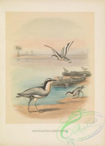 birds-41701 - 014-Egyptian Plover, pluvianus aegyptius