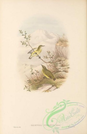 birds-41790 - 008-Pygmy Longbill, oedistoma pygmaeum