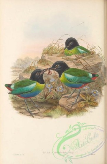 birds-41815 - 033-Mafoor Island Pitta, pitta maforensis