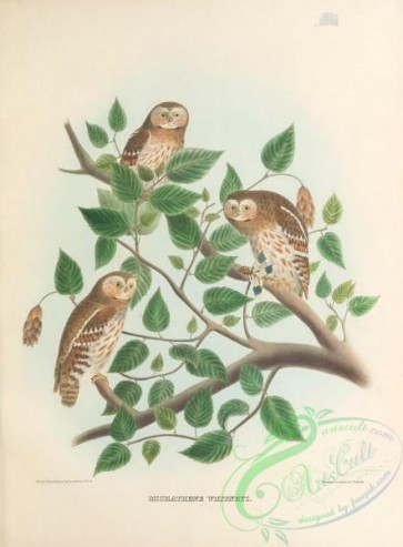 birds-41955 - 029-Elf Owl, micrathene whitneyi