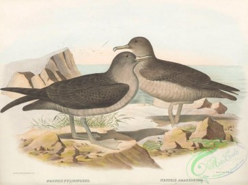 birds-41994 - 033-Sooty Petrel, nectris fuliginosus, Pacific Sooty Petrel, nectris amaurosoma