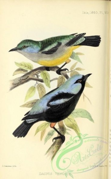 birds-42353 - Scarlet-thighed Dacnis, dacnis venusta