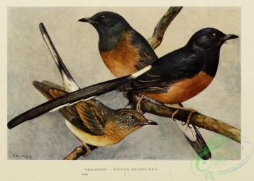 birds-42584 - kittacincla macroura