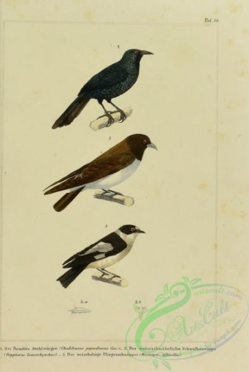 birds-42644 - 031-chalibaeus paradiscus, musicapa albicollis