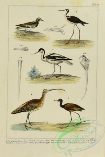 birds-42693 - 080-strebsilas interpres, himantopus atropterus, recurvirostra avocetta, numenius arquata, parra jacana