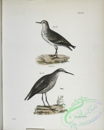 birds-43062 - 1352-195, The Semipalmated Sandpiper (Heterepoda semipalmata), 196, The Long-legged Sandpiper (Hemipalma himantopus)