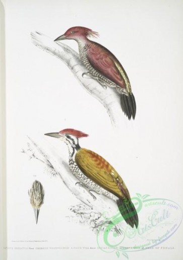 birds-43150 - 2505-1, Crimson Woodpecker, Picus mineatus, 2, Indian three-toed Woodpecker, Picus Tiga, 3, A head of Female