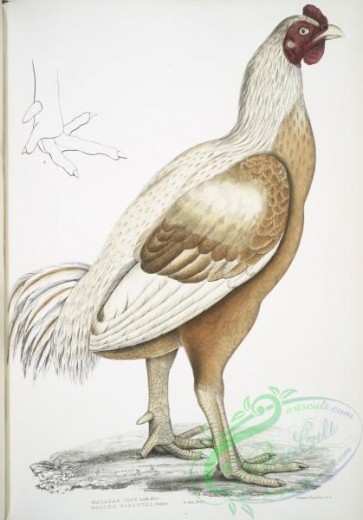 birds-43164 - 2519-Malabar Cock, Gallus gigantea, Natural size