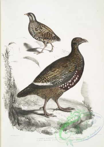 birds-43210 - 2641-1, Lerwa Partridge, Perdix Lerwa, 2, Red Billed Quail, Coturnix erythrorhyncha (erythroryncha)