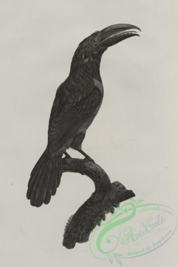 birds-43288 - 684-L'Aracari vert (verd), femelle