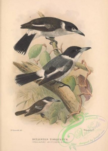 birds-43567 - 033-Collared Butcher-Bird, bulestes torquatus
