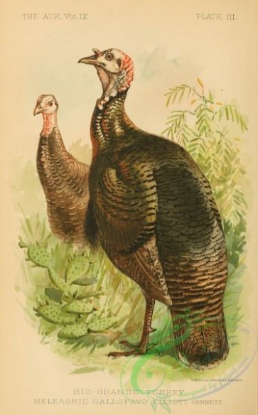 birds-43672 - 003-Rio Grande Turkey, meleagris gallopavo ellioti