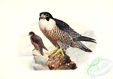 birds-43758 - 002-Peregrine Falcon