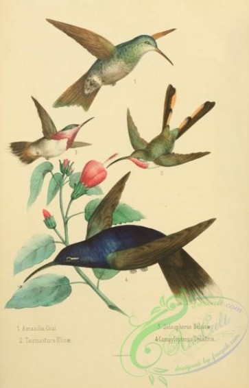 birds-43770 - 001-amazilia ocai, taumastura elizae, selasphorus heloisae, campylopterus dellattrie
