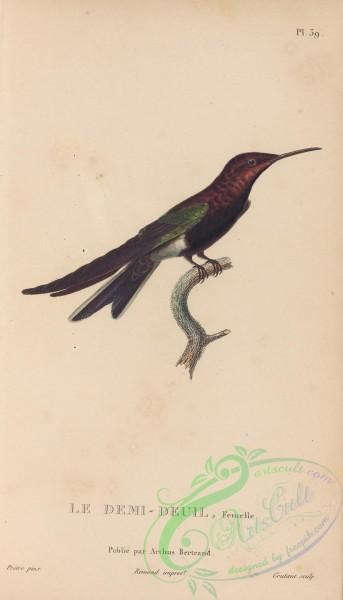 birds-43910 - 039-Hummingbird