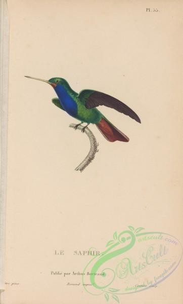 birds-43927 - 056-Hummingbird