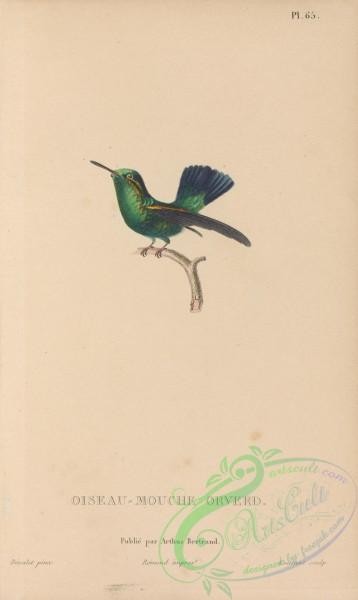 birds-43937 - 066-Hummingbird