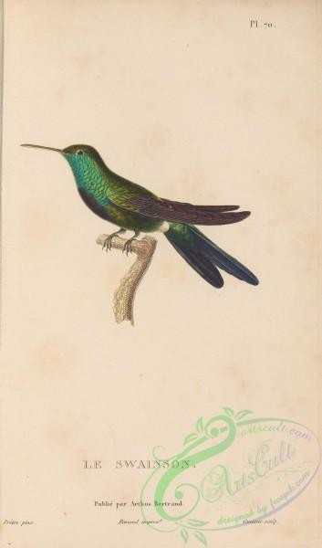 birds-43942 - 071-Hummingbird