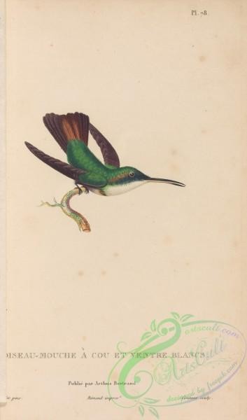 birds-43950 - 079-Hummingbird