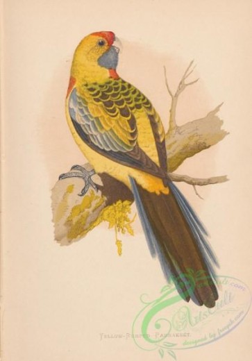 birds-44001 - 003-Yellow-rumped Parrakeet